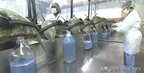 马蹄蟹:为什么马蹄蟹这个动物好多人不知道