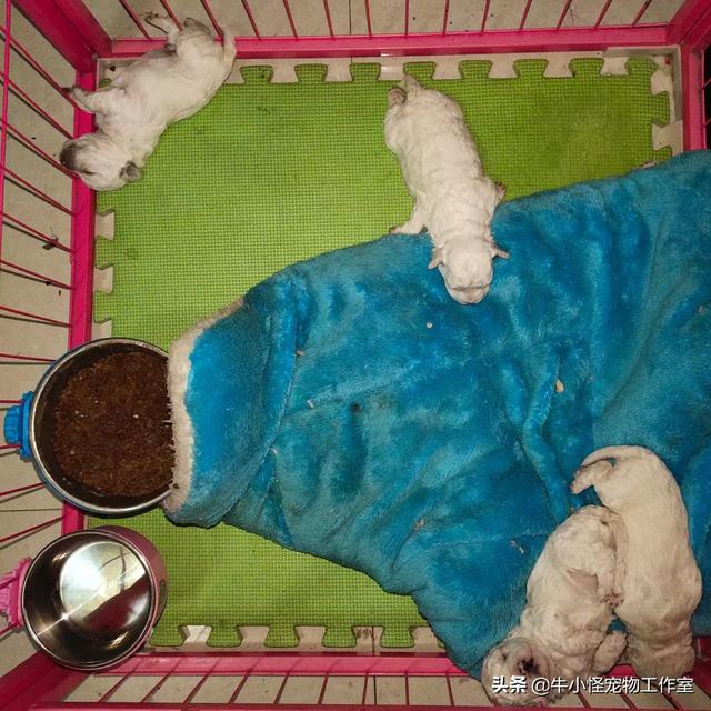 比熊吧:主人和比熊感情再深厚，也不要做哪些事？