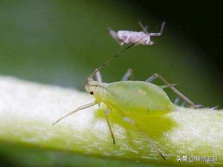 西瓜蚜虫怎么防治:露地西瓜最容易发生的病害有哪些，该怎样防治？