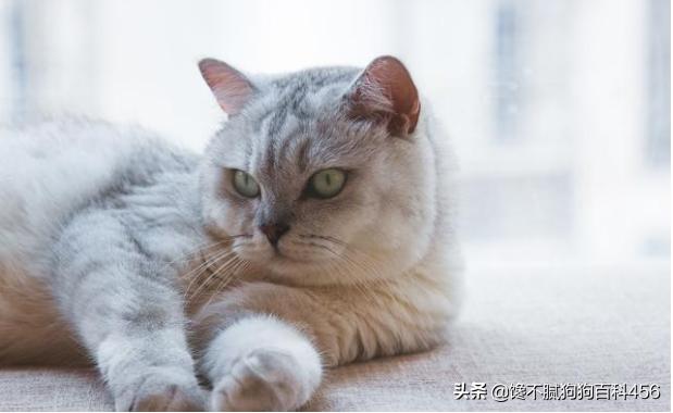 猫 心丝虫 检测:猫心丝虫检测 猫咪身上有虫，会有什么表现？