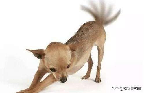 腊肠犬图片:寿命比较长的狗狗有哪些？