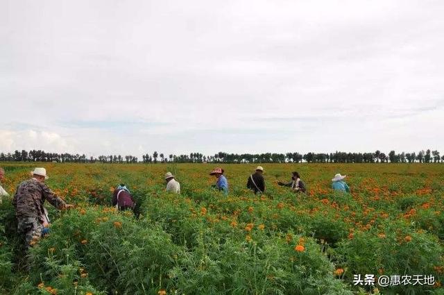 金盏菊图片:万寿菊在北方有着大面积种植，如何种出高产万寿菊？