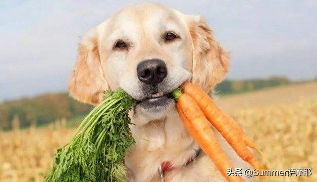 狗狗健康成长100问:新手饲养狗狗，要注意的事情都有什么？
