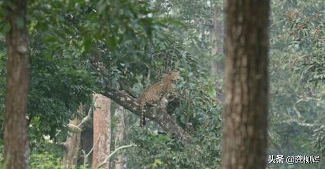 豹猫咪品种大全及图片:豹子真的可以改变斑点吗？ 猫咪品种大全及图片和名字价格