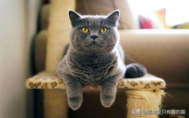 宠物口粮jingji包裹:完美世界妖精宠物包裹怎么扩充？