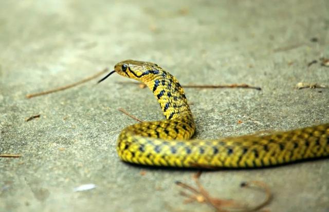 四川发现一条大蛇，老人为什么说打蛇，要么打死，要么就不要打呢