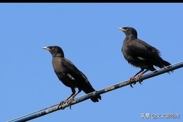 青鸟论坛八哥鸟:八哥鸟的放养与盘飞技巧？