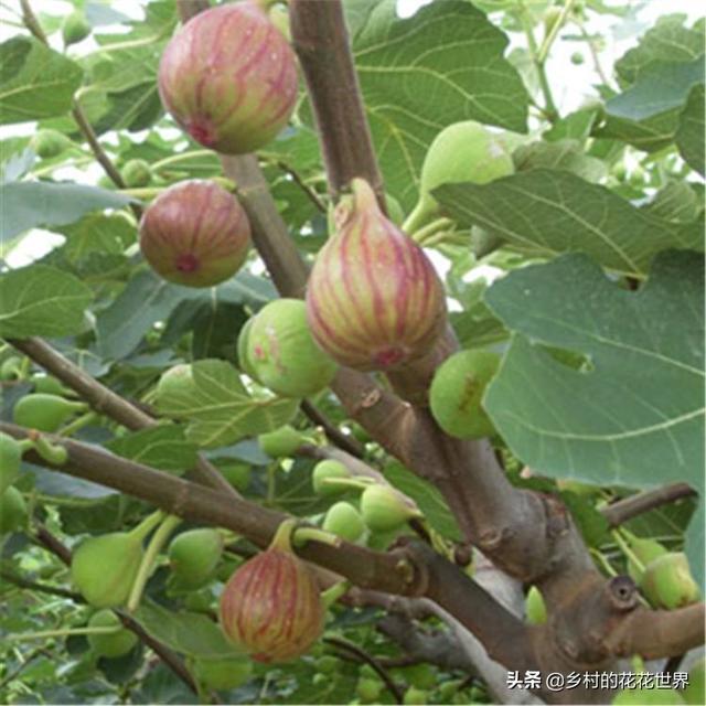 无花果鹦鹉图片:你见过什么外貌奇怪的鸟？ 无花果鹦鹉