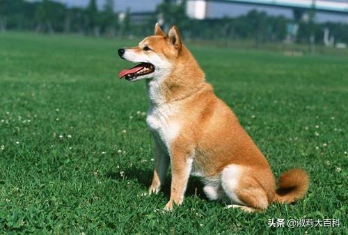 中国土狗凶猛吗:中华田园犬为什么会被城市禁养？