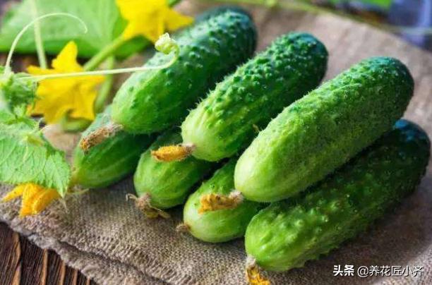 绝育黄瓜会开花吗:黄瓜播种是有性生殖吗 刚栽几天的小黄瓜苗竟然结果了，什么原因？是不是该去掉？