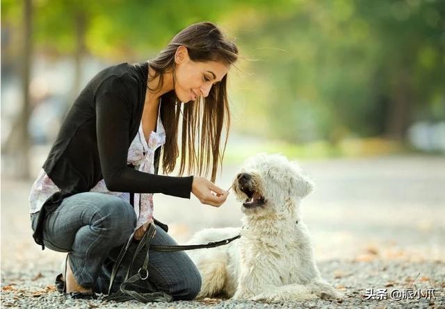 怎么训练狗把你当主人:怎么样才能让小狗对主人建立良好的关系？