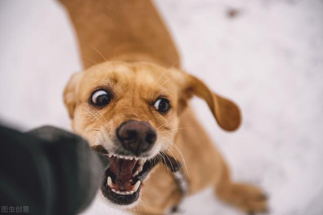 枪狗网:走路上被恶狗袭击，打狗头可以自救吗？它的弱点在哪里？