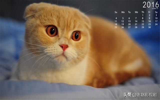 苏格兰折耳猫:折耳猫一般流行的颜色分类有哪些？