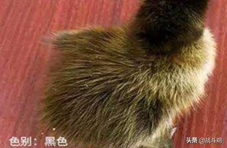 宠物鸟的种类:宠物鸭的主要种类与特点是什么呢？