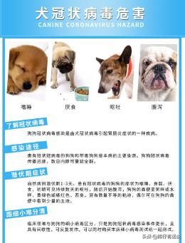 犬冠状病毒:狗狗得冠状病毒的初期症状？