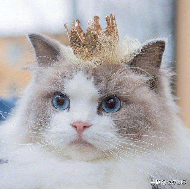 性价比最好的猫粮:猫粮什么牌子好又便宜？当然不要太廉价的啊？