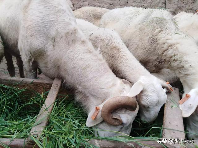 羊能吃动物性饲料么:奶羊羔出月能吃仔猪饲料吗？