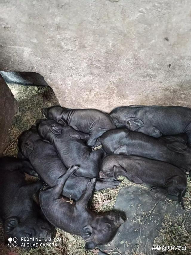云南一母猪产下8名男婴:3头母猪，放养条件下，一年可产几只猪仔