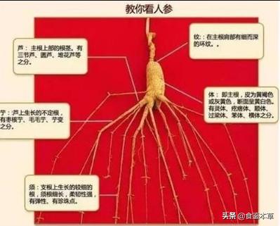 头条问答 人参和三七在外形上怎么区分 食鉴本草的回答 0赞