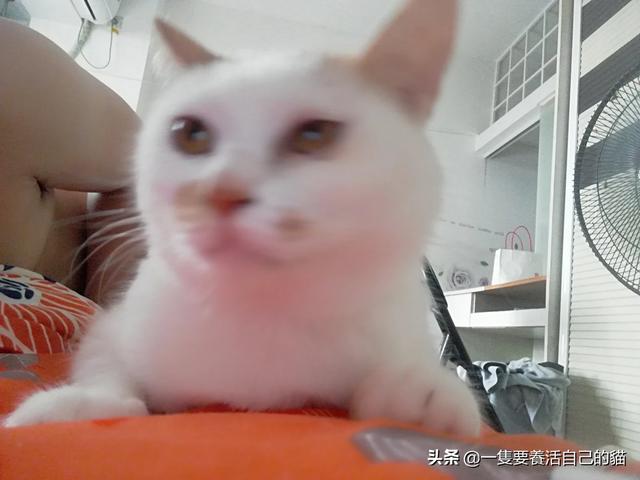 中国宠物网如何看出猫的发情:我家的猫咪最近总是五六点就叫，什么情况？