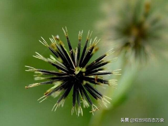 植物种子的传播方式有哪些(植物种子的传播方式有哪些 百度经验)