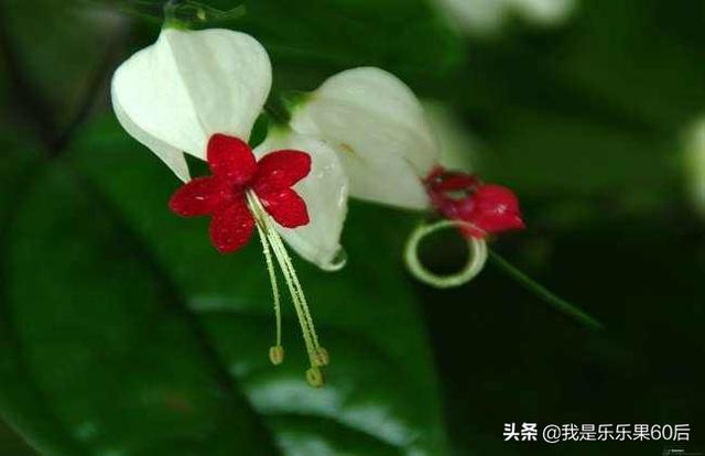 园林植物龙吐珠图片:龙吐珠开花的时候怎样浇水？