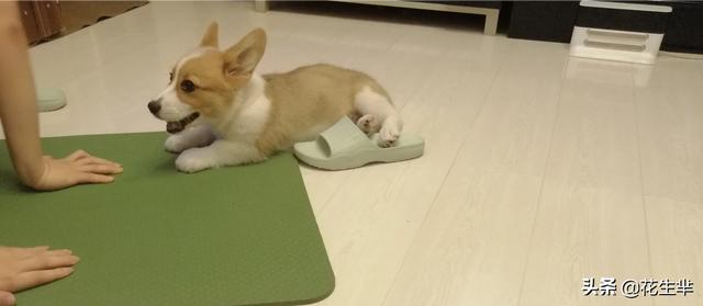 两个月大古牧吃什么狗粮好:2个月的拉布拉多幼犬吃什么狗粮比较好？