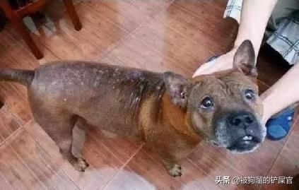 虐狗事件:北京一男子遛自家宠物狗，抡砖狠心砸死流浪狗，你怎么看