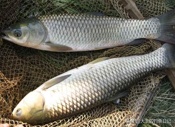 世界十大水怪钓鱼:钓完鲢鳙，钓点不换直接挂玉米钓低还可以钓草鱼吗？