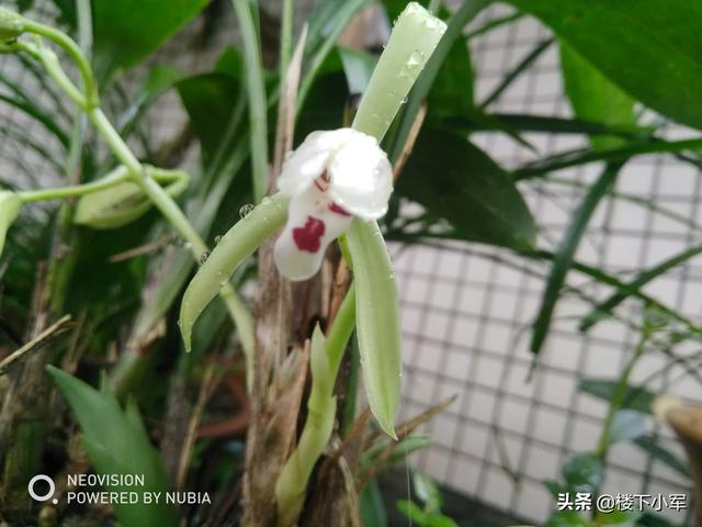 建兰的养殖方法:墨兰建兰浇水频次一样吗？怎么浇比较好？