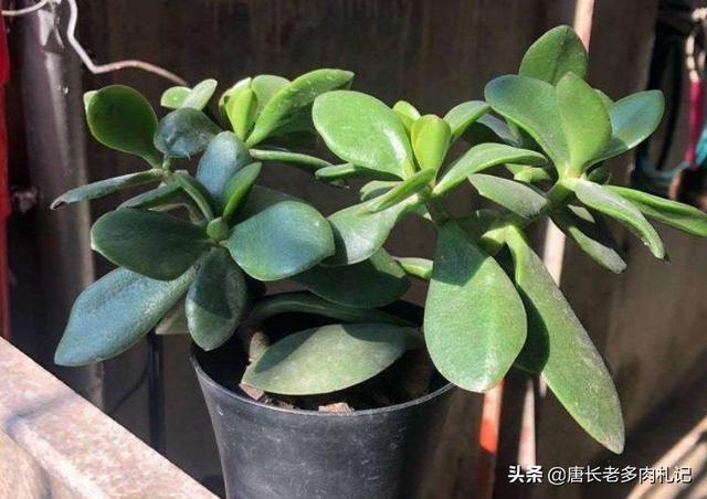 玉树养成盆景的几个技巧，为什么有人养在室内就容易挂掉呢？插图68