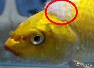 水族疾病:水质过新或者水质过老容易引起观赏鱼疾病吗，应该如何处理？