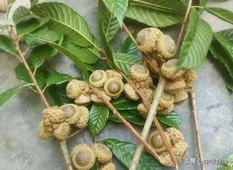 风流果图片,风流果真的有哪么神奇吗？