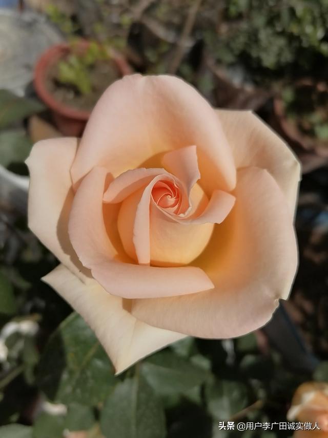 最香的几款月季品种是什么？插图44