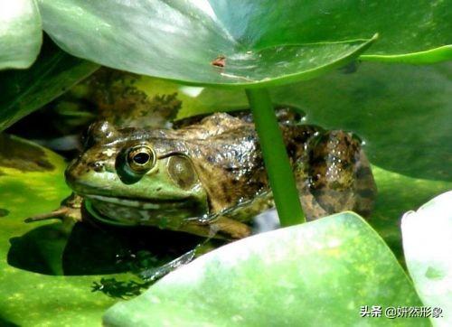 头条问答 青蛙歪头病怎么治疗 江河湖海人称黄药师的回答 0赞