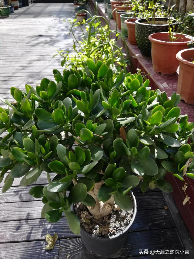 玉树养成盆景的几个技巧，为什么有人养在室内就容易挂掉呢？插图54