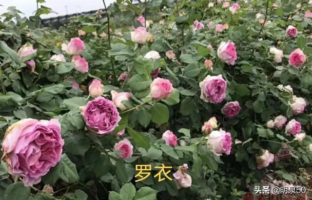 启东游行:能不能推荐一种勤花多季、有香味的爬藤月季
