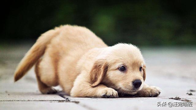 头条问答 狗狗有什么肢体语言 摇尾巴是什么意思 16个回答