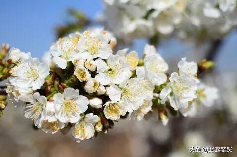 龙吐珠开完花后用剪吗?:龙吐珠开完花需要修剪吗 茉莉花能用枝条扦插吗？怎样才能提高成活率？谢谢！