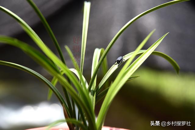 白点病:淡水鱼为什么会得白点病？