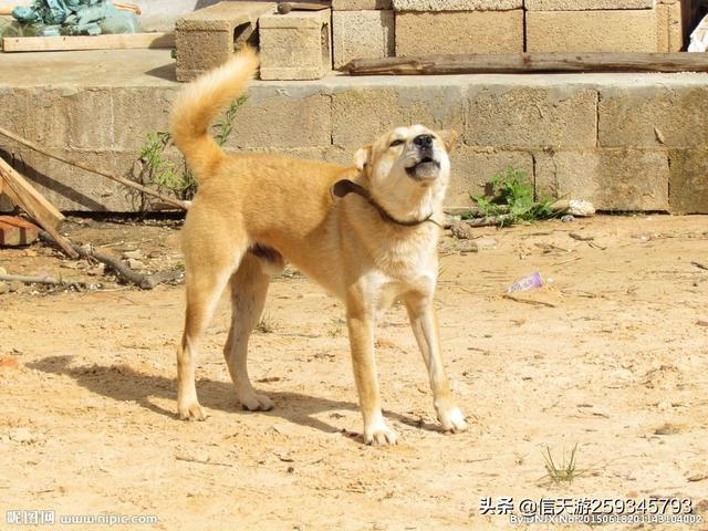 南京皇朝博美犬舍网址:这些年被不良繁殖人玩坏的狗有哪些？