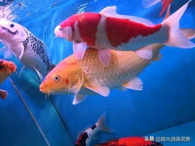 锦鲤鱼常见病及图片:锦鲤无精打采，趴缸，不知原因？