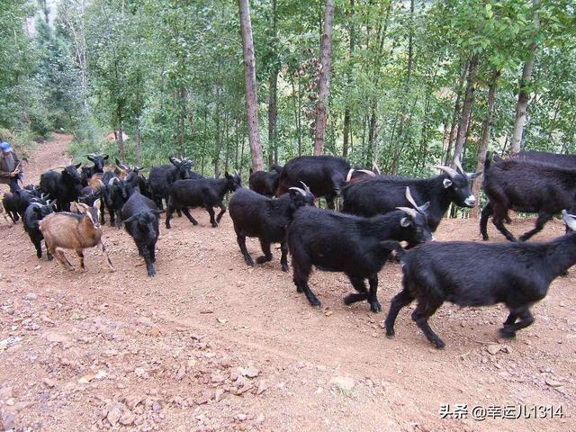 肉羊哪个品种好,南方适合养殖什么品系的肉羊？