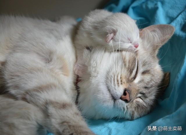 天竺鼠怀孕几个月生:狗狗怀孕什么时候生，要做些什么？