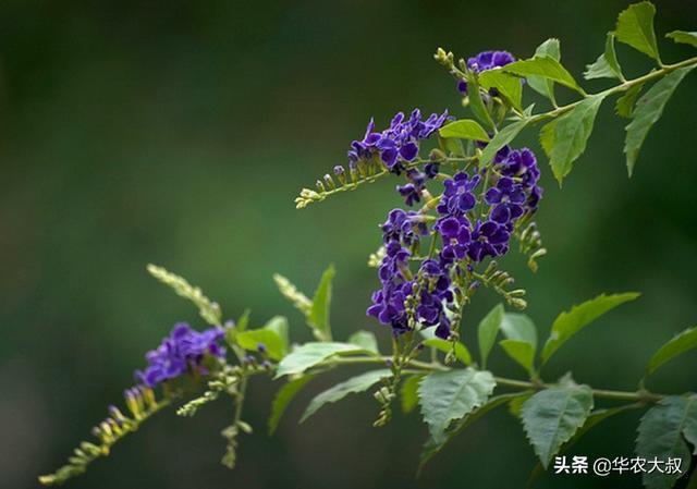 绿篱植物:农村庭院种植哪些绿化植物好看又实用？