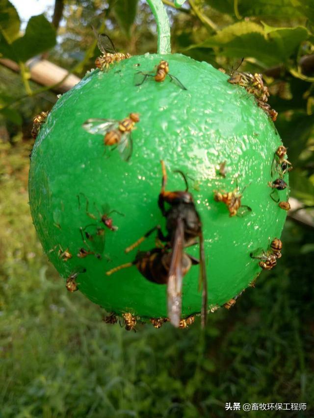 水果大战害虫:石榴树树心被虫掏空，如何拯救？