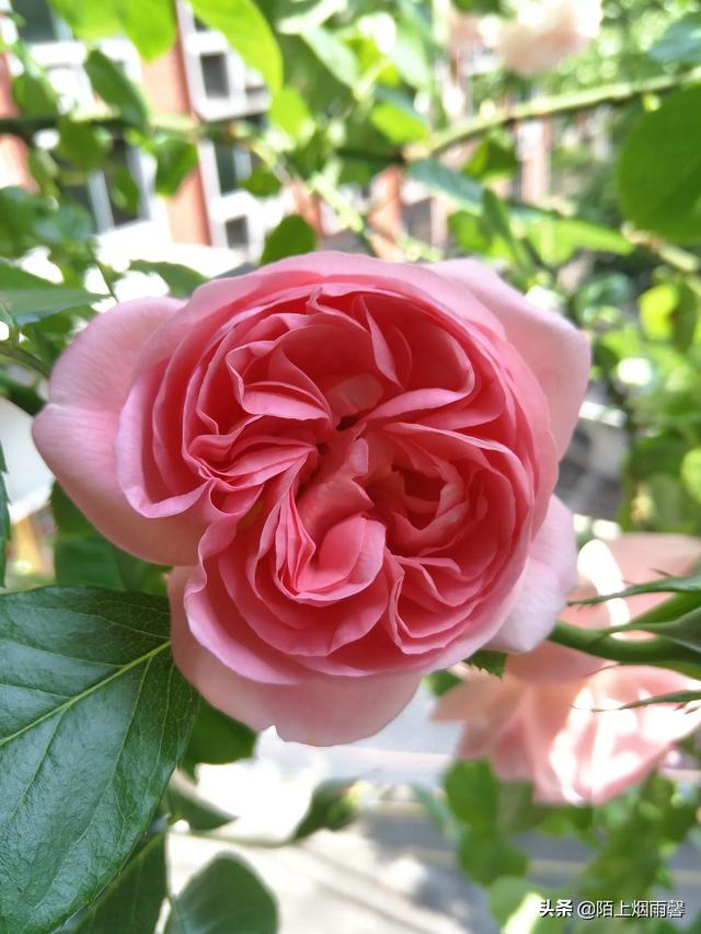 最香的几款月季品种是什么？插图40