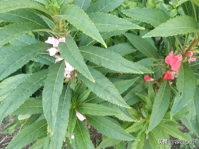 蛇灭门怎么药用:家里总有蛇出没，请问有哪些花花草草是防蛇的？