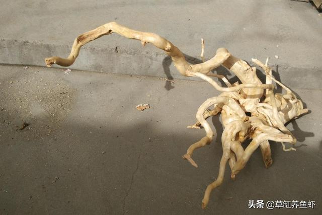 水草造景师招聘:如何把水草种植到水族箱中？