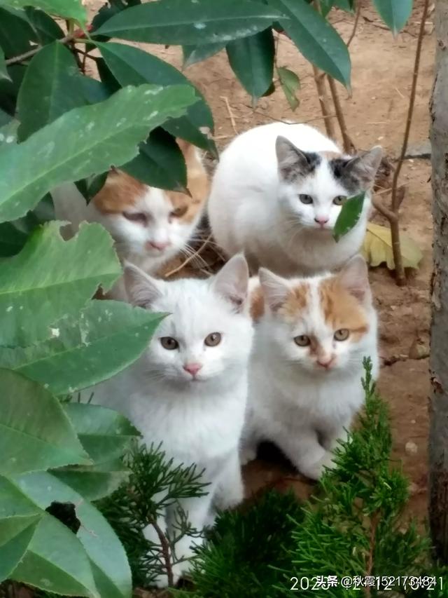 男子谋生杀猫卖钱被称残忍:小区的流浪猫都没了，这是怎么回事？